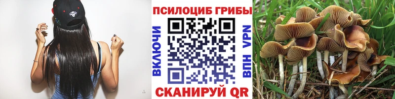Псилоцибиновые грибы мицелий  цена   Отрадная 